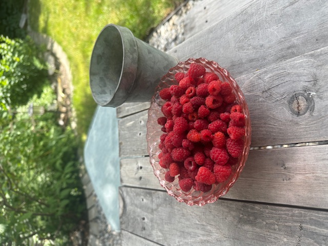 Raspberries...not so elusive ;P